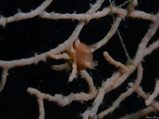 Erquy - Photos sous-marines (2)